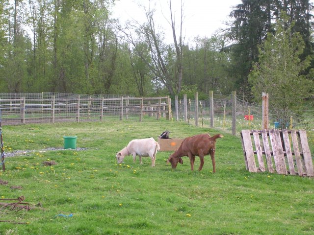 Goats grazing